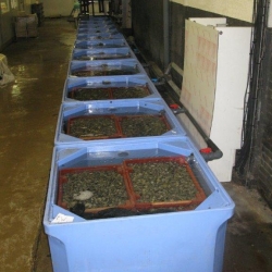 Système de purification des coquillages
